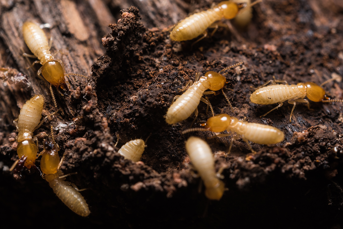 Termites