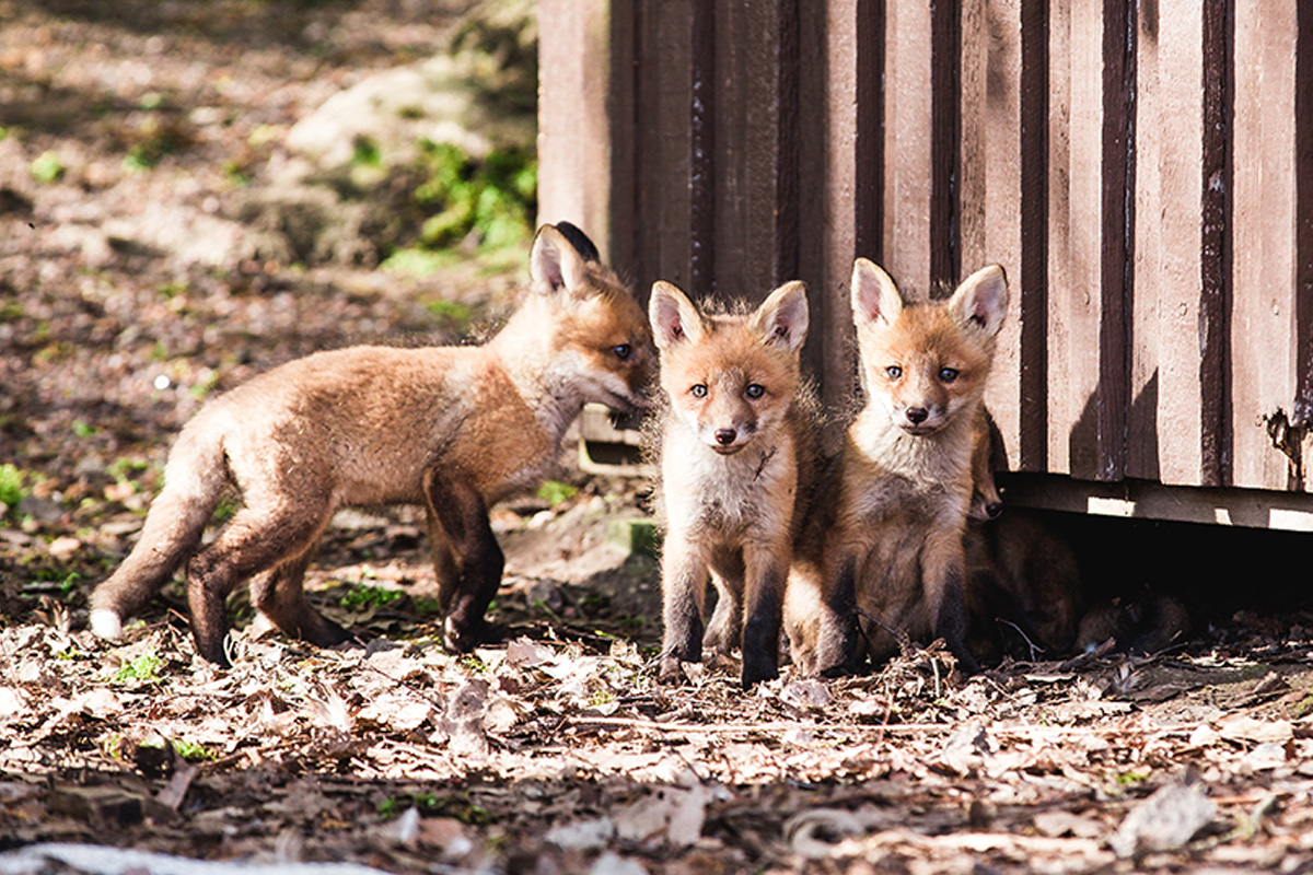 Foxes