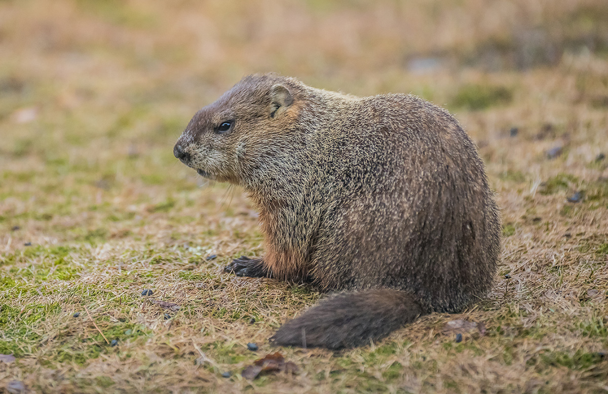 Groundhogs