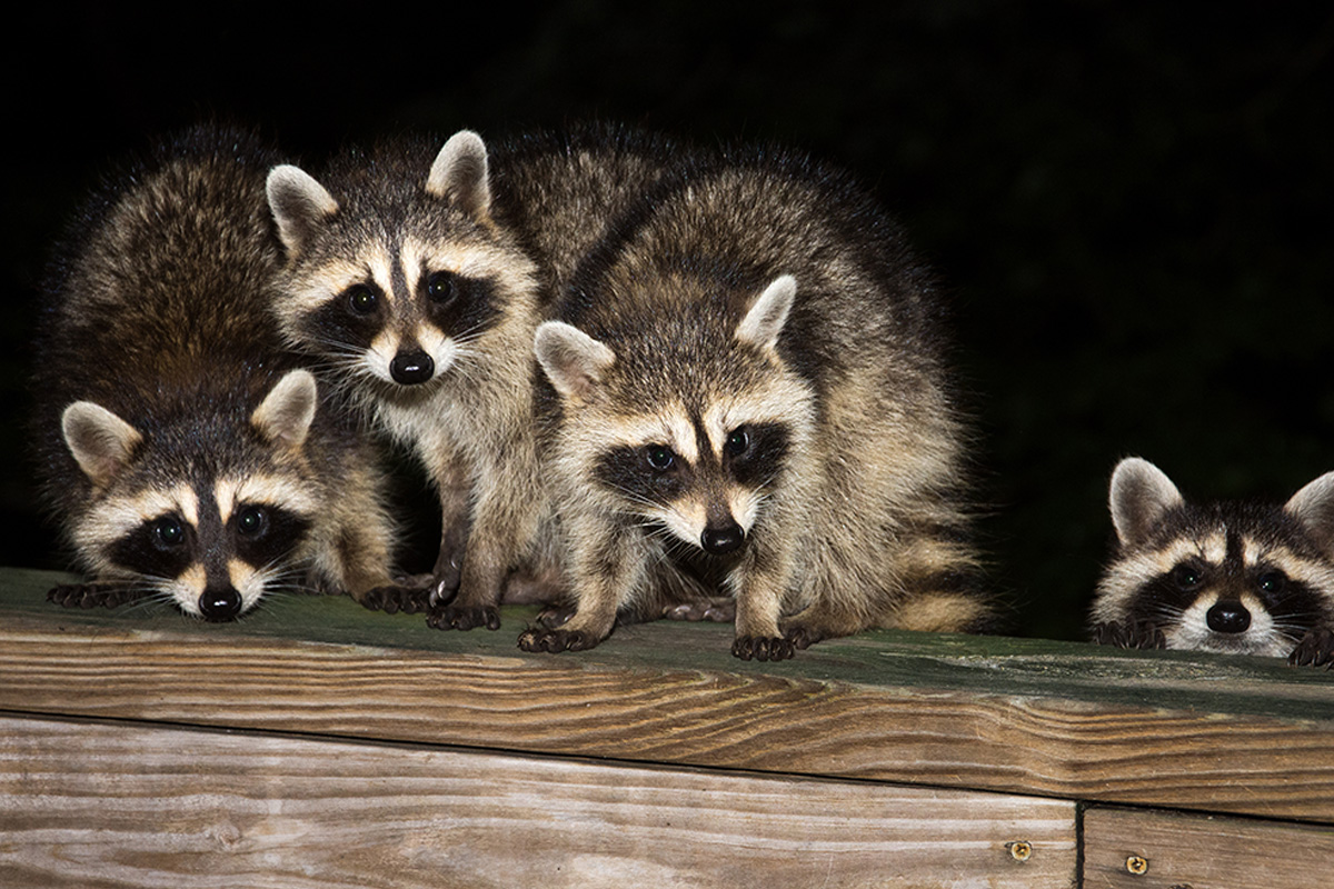 Raccoons