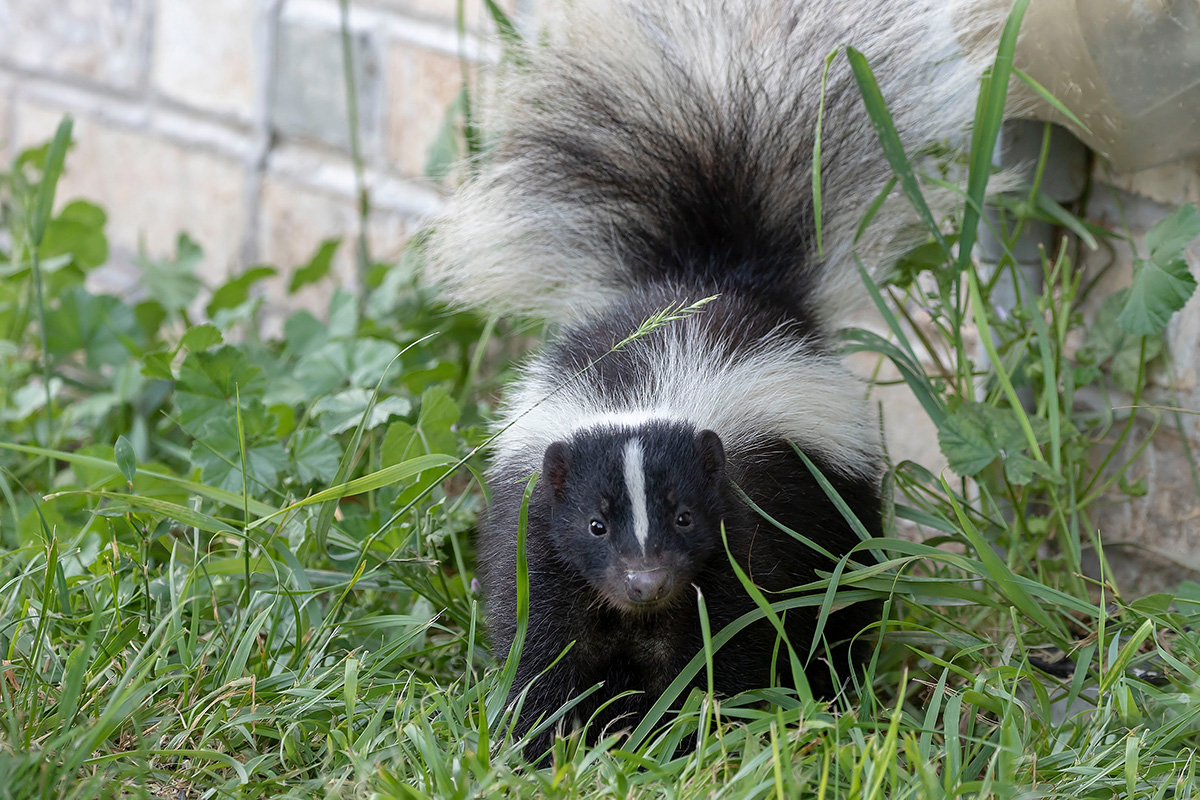 Skunks