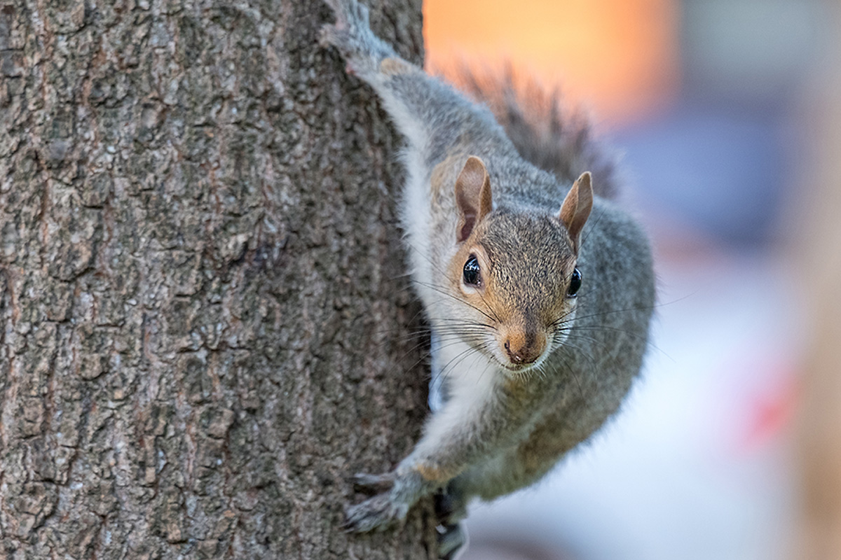 Squirrels