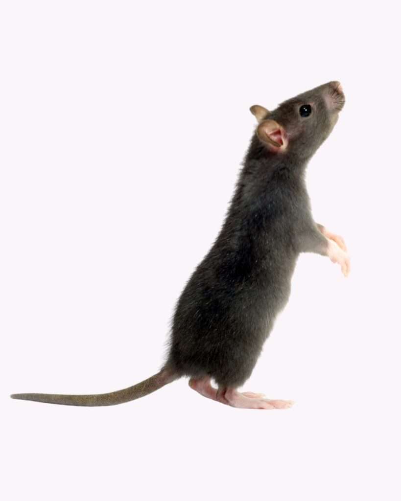 rodent control infestation