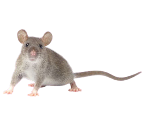 rodent exterminator