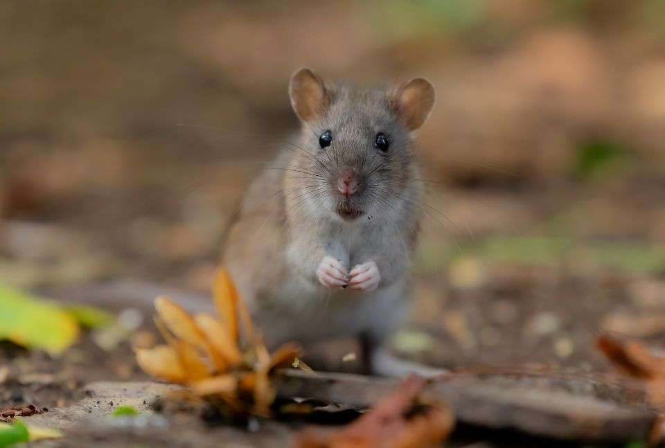 Mouse Control vs. Rat Control What's the Difference